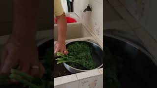 how my dad prepares the kale for the week #asmr  #food #healthy #asmrsounds #mealprep