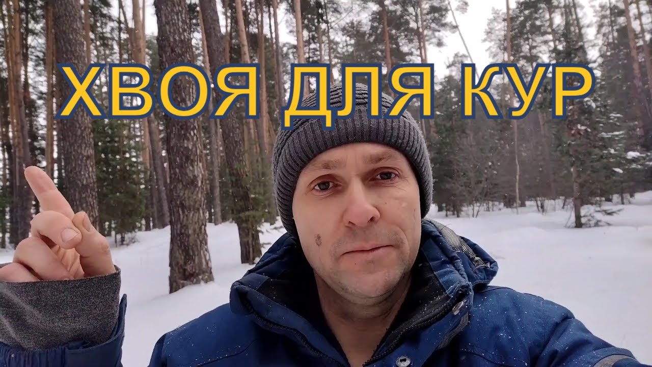 Собираю хвою для кур - YouTube