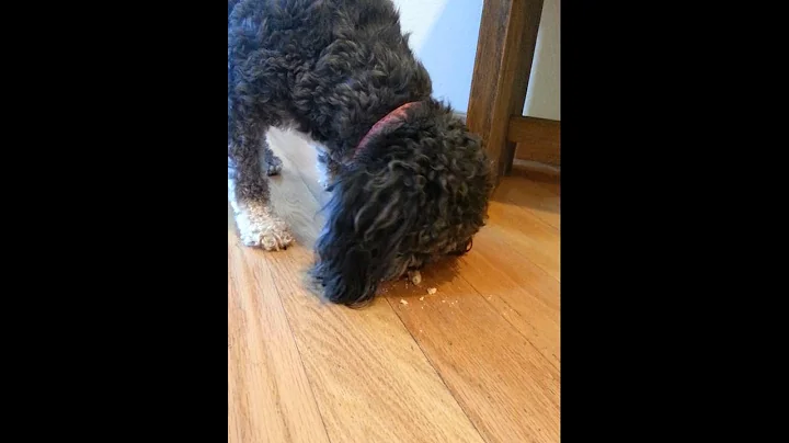 Dog biscuit trial