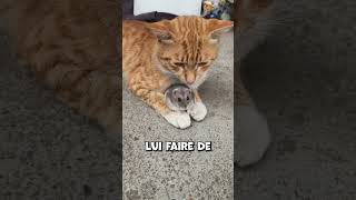 Que Fait Le Chat Lorsquil Att Enfin La Souris ?