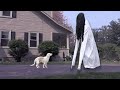 Dogs Not Afraid of GIANT Ring Girl Ghost: Funny Dogs Maymo, Indie &amp; Potpie
