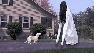 Dogs Not Afraid of GIANT Ring Girl Ghost: Funny Dogs Maymo, Indie & Potpie screenshot 5