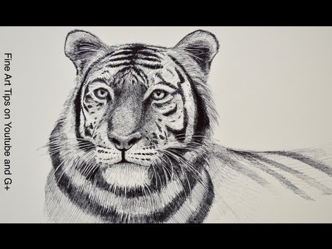 How to Draw a Tiger - Tiger Head With Marker