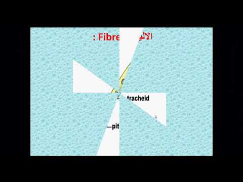 المقطع 13 أنواع الخلايا السكلرانشيمية الألياف بن الحبيب