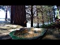 Chipmunks and Squirrels - Lakeside Scenery Video for Pets - 11 Hours