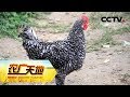 《农广天地》芦花情缘 20181102 | CCTV农业