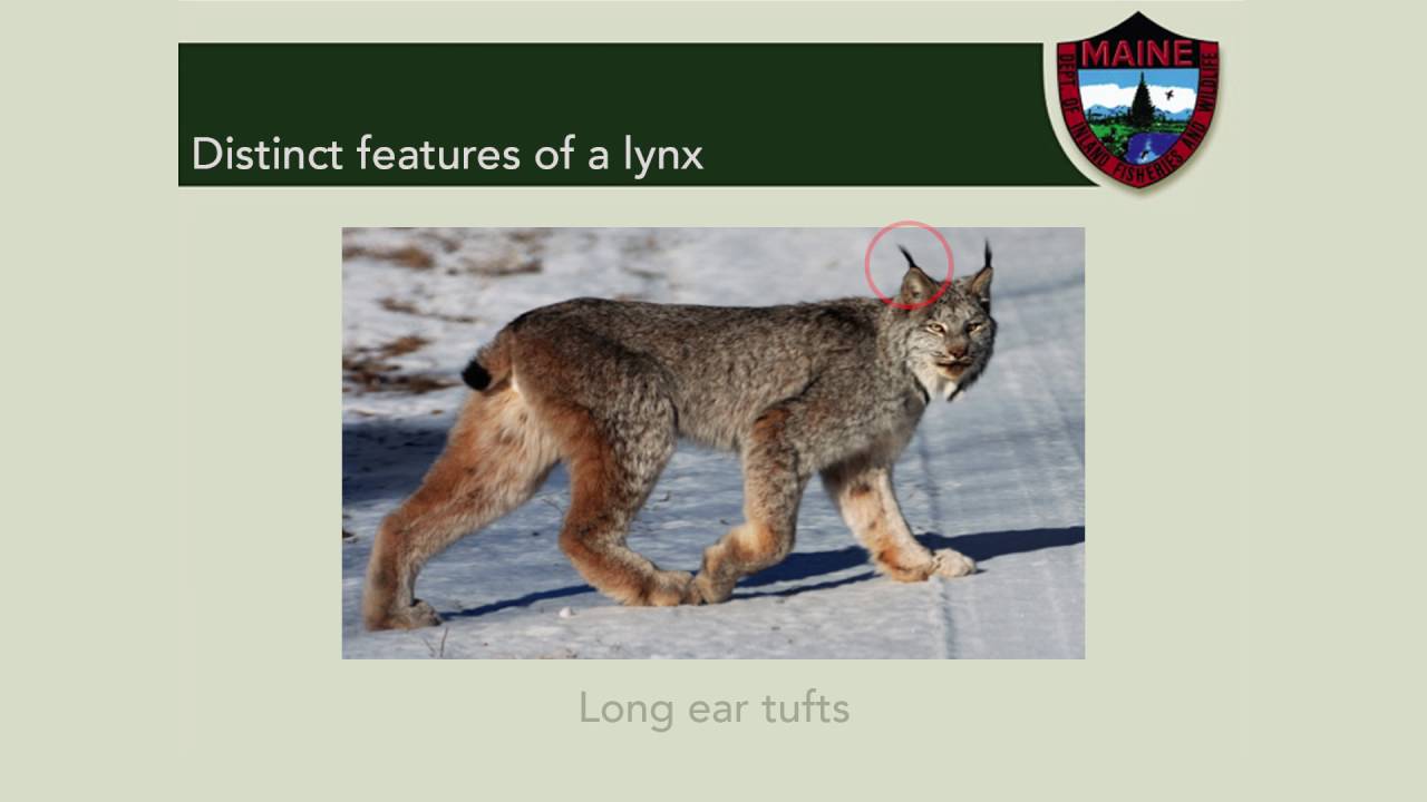 How To Avoid Lynx While Trapping In Maine