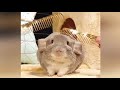 Chinchilla drle et mignon funny pets