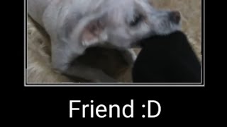 You my friend now :D [MEME]