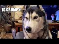 Husky in a mood with his nan  tells her about it