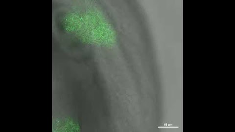 NeuO for Neuronal Labeling in Zebrafish - Video 5