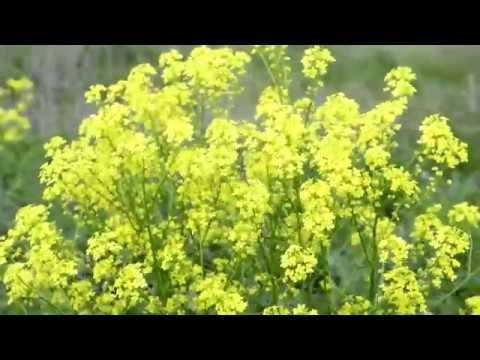 Видео: Sverbiga orientalis е полезно растение
