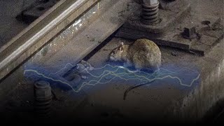 Why Rats Don't Get Electrocuted