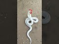 ||funny interestingclips snacks head hen #ytshorts #shortvideo #shortsfeed