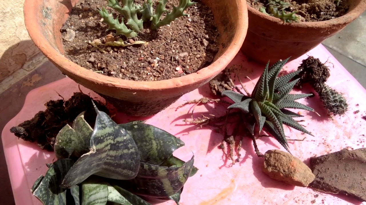 How to grow & care succulent plants //Guidelines for growing succulent