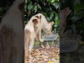 保護してやりたい野良猫#救助#捨て猫#Protecting stray cats #Rescue #Abandoned cats
