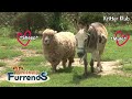 Sheep And Mule&#39;s Love Story l Unlikely Furrends Ep 7