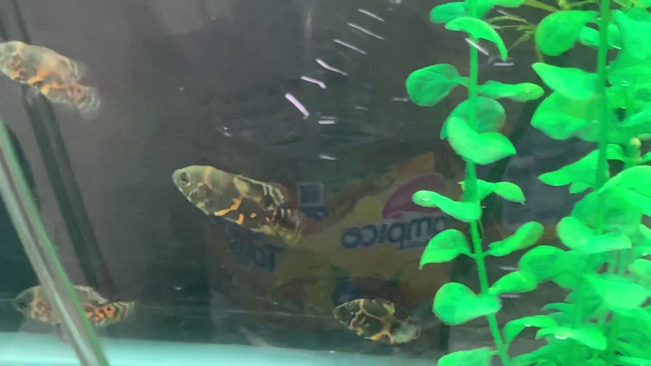 Oscar cichlid babies in the grow out - YouTube