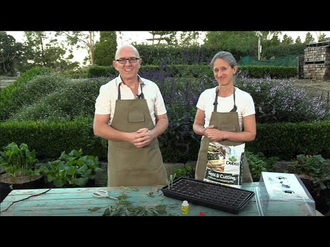 Wideo: Jak ukorzenić sadzonki szałwii – dowiedz się, jak rozmnażać szałwię z sadzonek