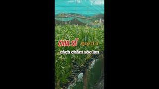 Chia sẽ cách chăm sóc lan (seri 1).  #hoalangiong #hoalan #xuhuong #orchid #chiase #kinhnghiem