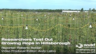 Researchers Test Out Growing Hops In Hillsborough | WUSF
