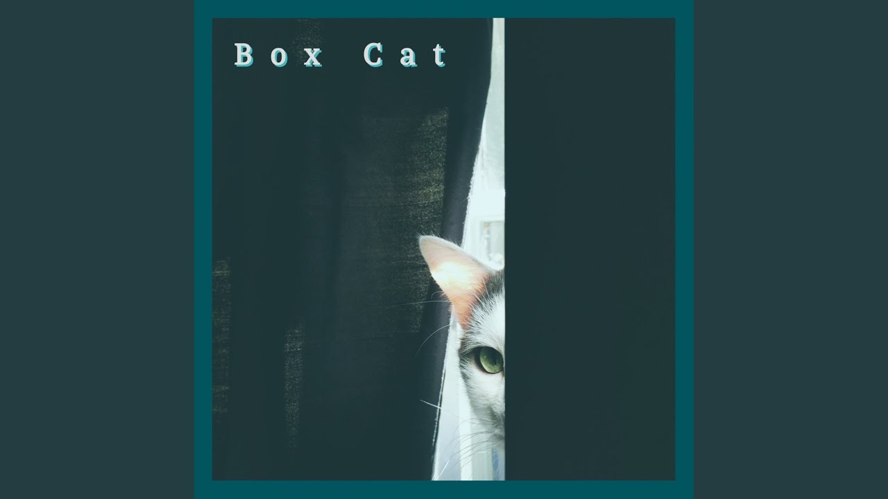 Watch Box cat on YouTube Watch Box cat on YouTube