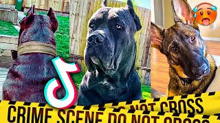 Guard Dog Tiktok Compilation
