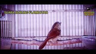 MASTERAN BURUNG FLAMBOYAN GACOR 1JAM COCOK BUAT PANCINGAN FLAMBOYAN