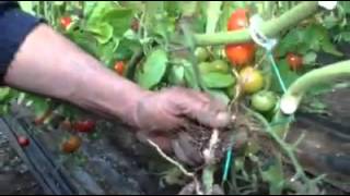 Stop Fusarium by Tiger Grow, کنترل فوزاریوم با محصولات تایگر گرو
