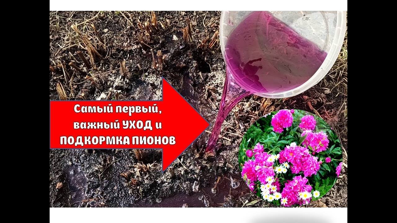 Первая подкормка пионов после зимы. Удобрение для пионов. Подкормка пиона. Весенняя подкормка пионов. Подкормка пионов весной.