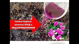 ПОСЛЕ ТАКОЙ ПОДКОРМКИ ВЕСНОЙ ПИОНЫ ЦВЕТУТ КАК СУМАСШЕДШИЕ 😜🌷САМЫЙ РАННИЙ УХОД И ПОДКОРМКА ПИОНОВ