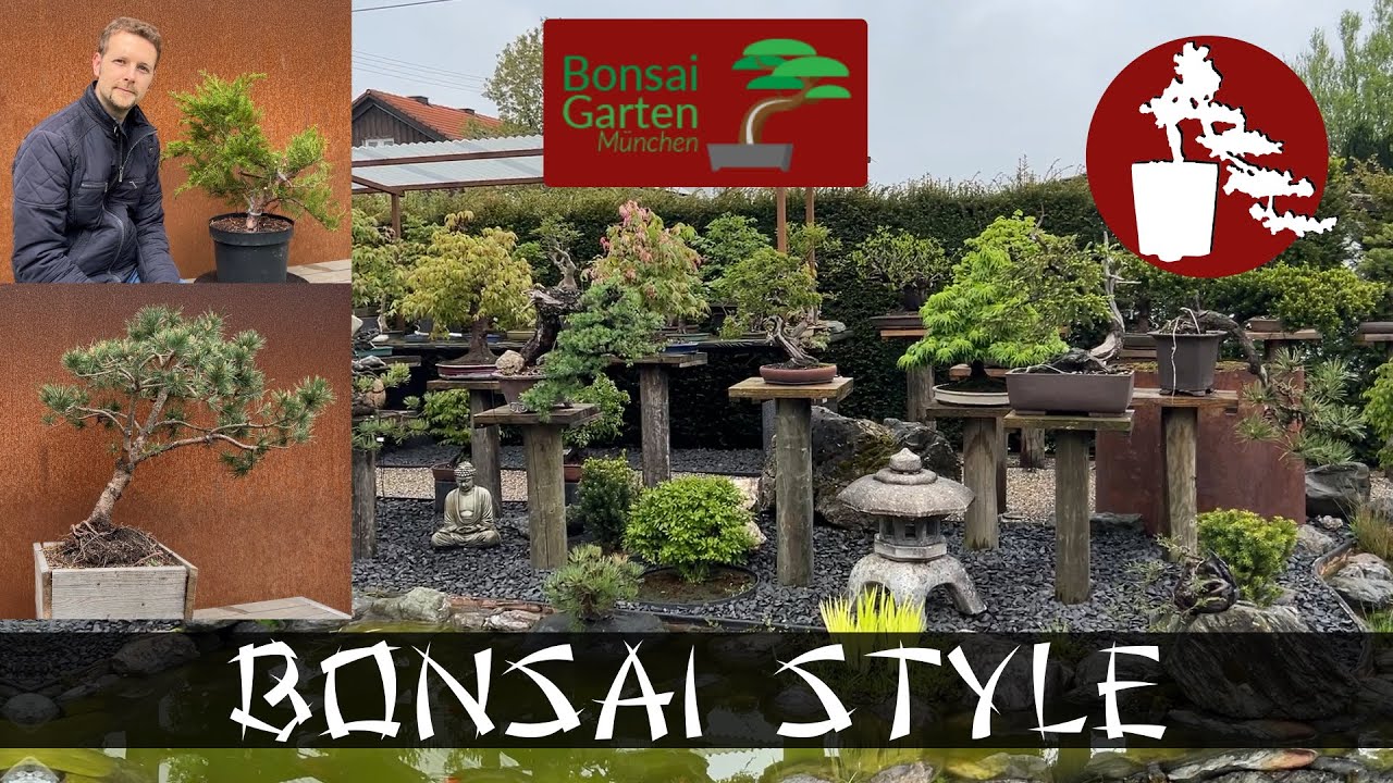 im Bonsai Garten München Kiefer (Pinus) & Wacholder