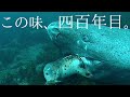戦国時代からずっと生きてるサメ、ニシオンデンザメ。