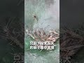 颱風肆虐後，我家養的蝦子.... #海邊過日子 #海鮮 #熱門 ＃撈蝦