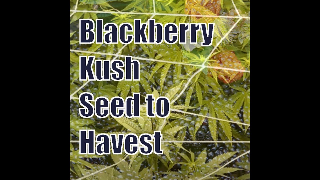 BlackBerry Kush Cannabis Grow. Seed to Harvest YouTube