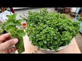 How to fast grow organic mint at home in usless plastic tub and big harvesting
