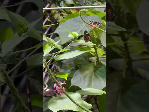 Dozens of butterflies