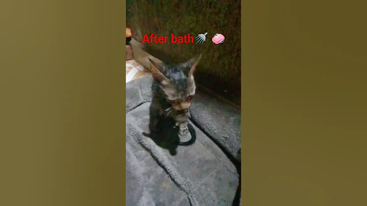 Video 11496991: bath cat kitten cute