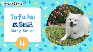 小朋友廣東話 | 寵物日記 | EP 4: TofuJai’s Habits