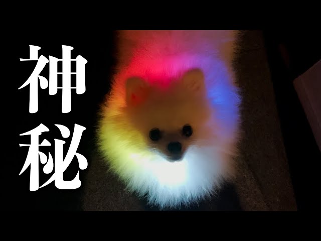 ポメラニアンのエレクトリカルパレード - YouTube