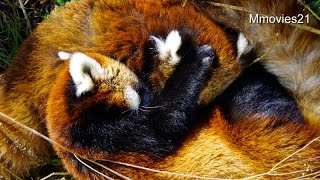 レッサーパンダの授乳~途中で眠くなるココ~Nursing of Red Panda