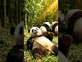 Panda Masti #songstatus #songwriter #songviralshort