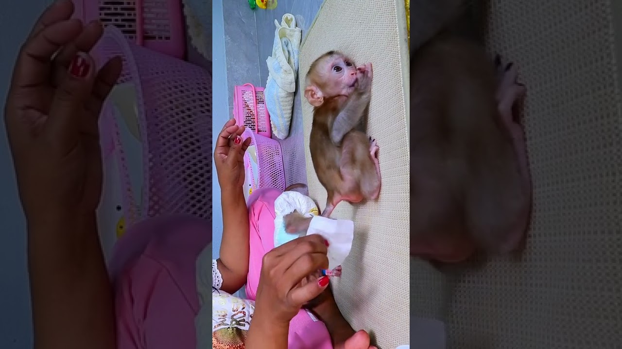 Cute baby monkey Rojo, Cleaning diaper