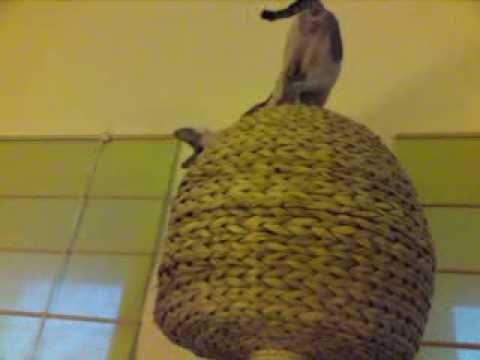 Sphynx Noong´s Weg aus dem Kratzbaumkörbchen