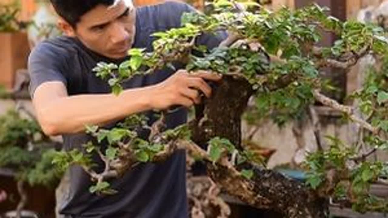 先解决盆景的问题，再解决修剪造型才是正确的方法。#三角梅盆景 #盆景养护 #盆景修剪