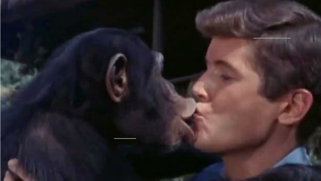 Shocking Secrets The Cast Of Daktari TV Series Tried To Hide