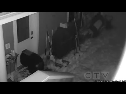WATCH: Mother bear and cubs break into British Columbia home