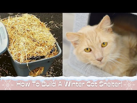 DIY: Winter Shelters for Feral Cats - Dakin Humane Society