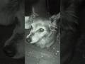 I miss you Sheeb