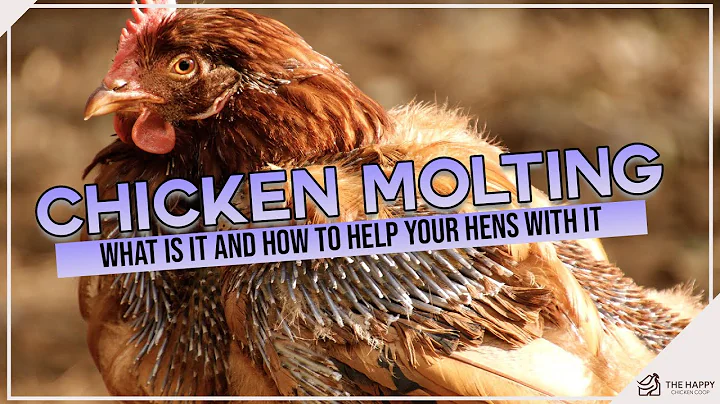 Dealing with Chickens Molting